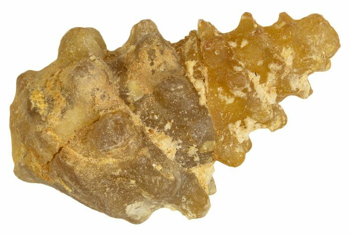 Agatized Gastropod (Cerithium?) Fossil - Morocco #338052